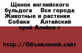 Щенок английского бульдога  - Все города Животные и растения » Собаки   . Алтайский край,Алейск г.